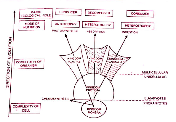 Five kingdoms of Whittaker (1969) based on cell structure, strructural complexity, nutrition and ecological role